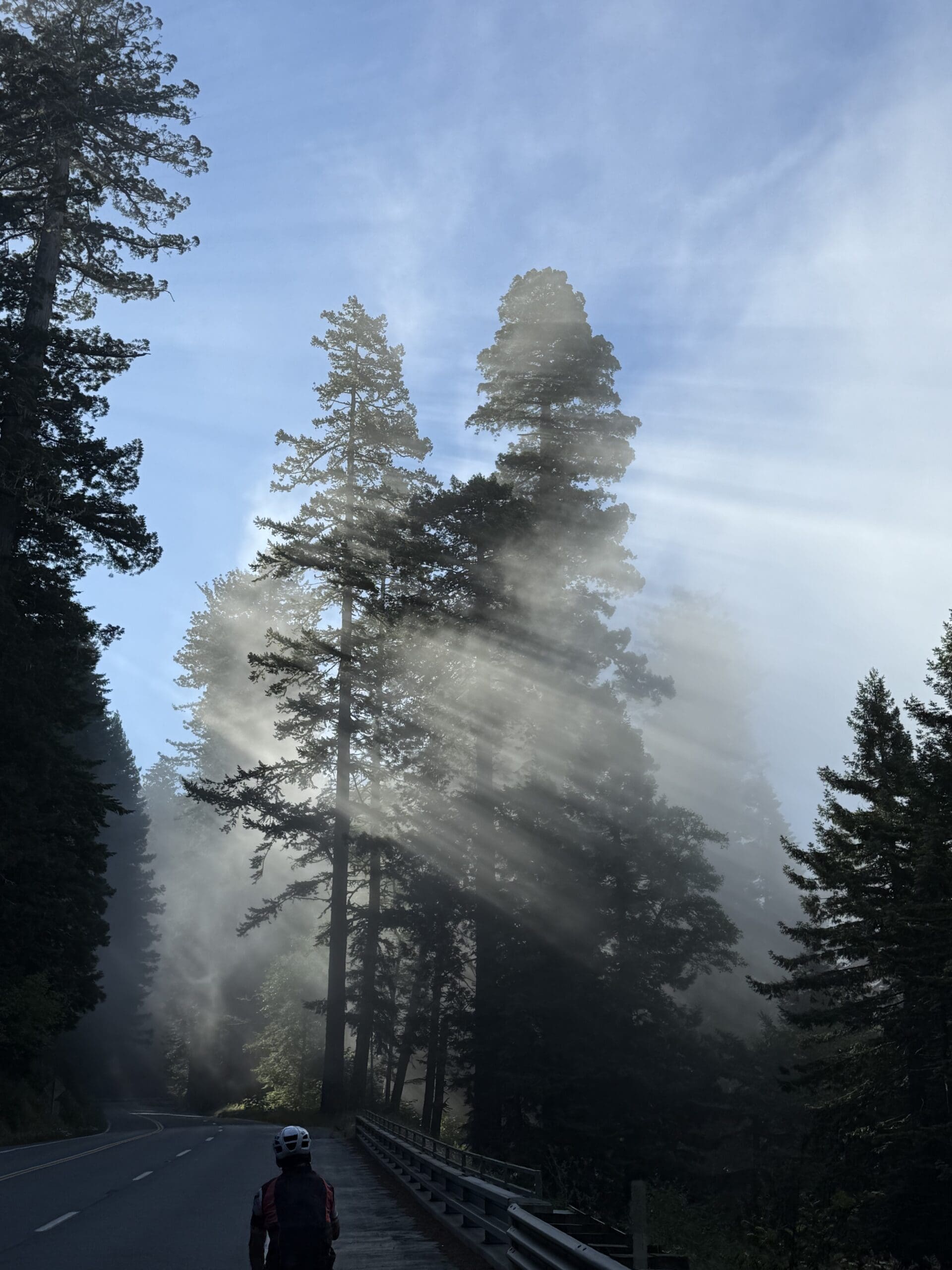 Sun beaming through trees on the Pacific Coast